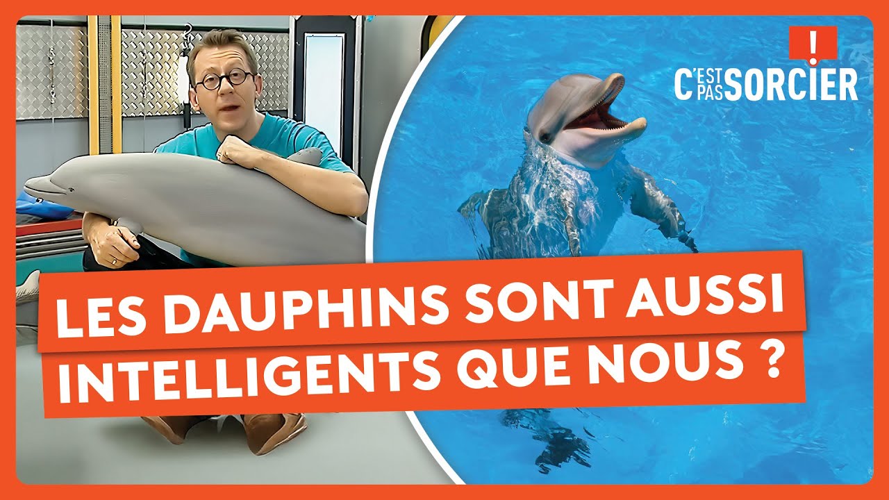 Les dauphins sont aussi intelligents que nous ? - C'est pas sorcier