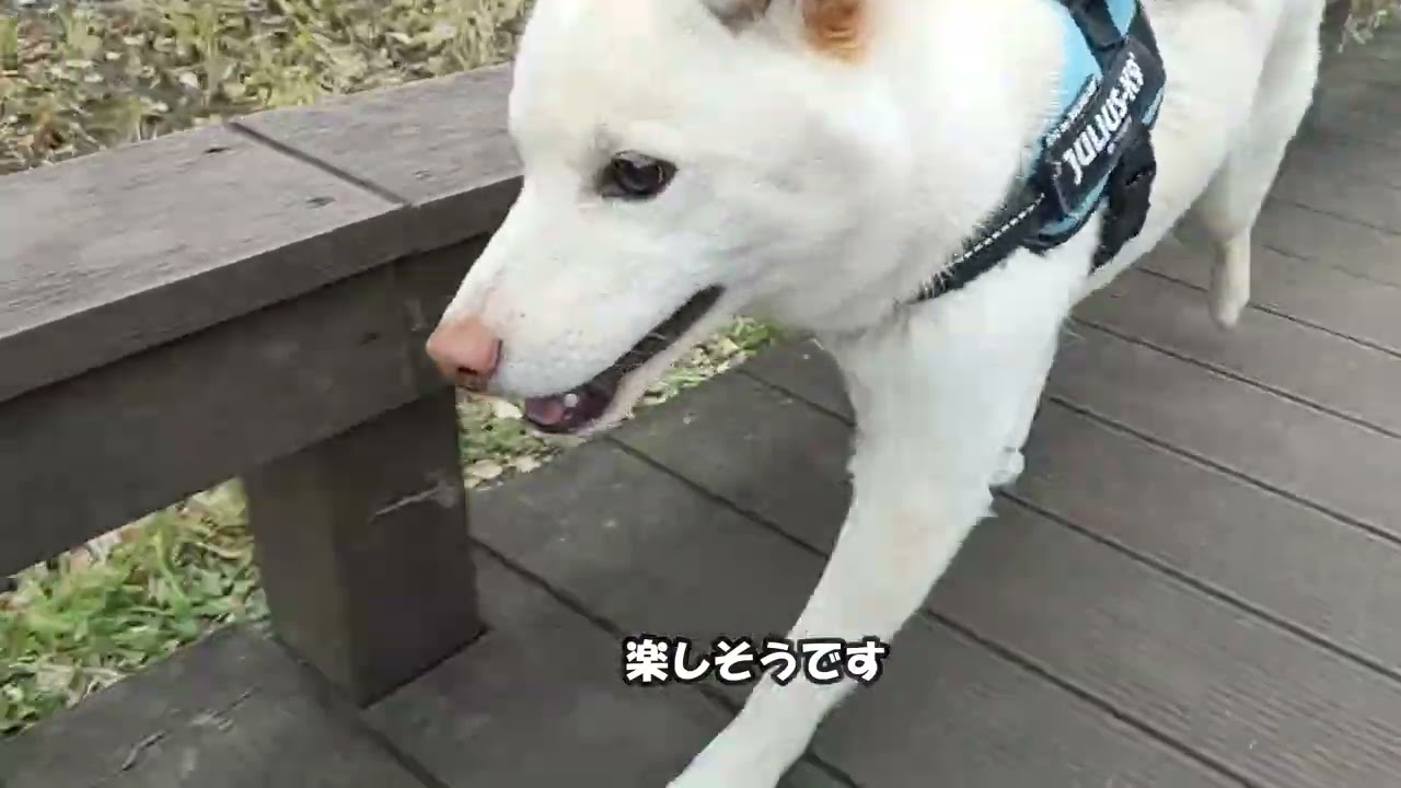 藤沢市の新林公園　初めて自然いっぱいの公園散歩を楽しむ柴犬がかわいい