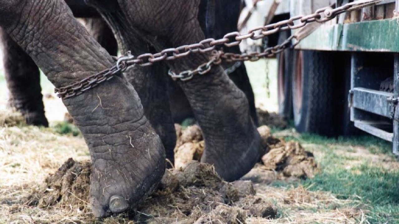 Are Zoos Prison For Animals?