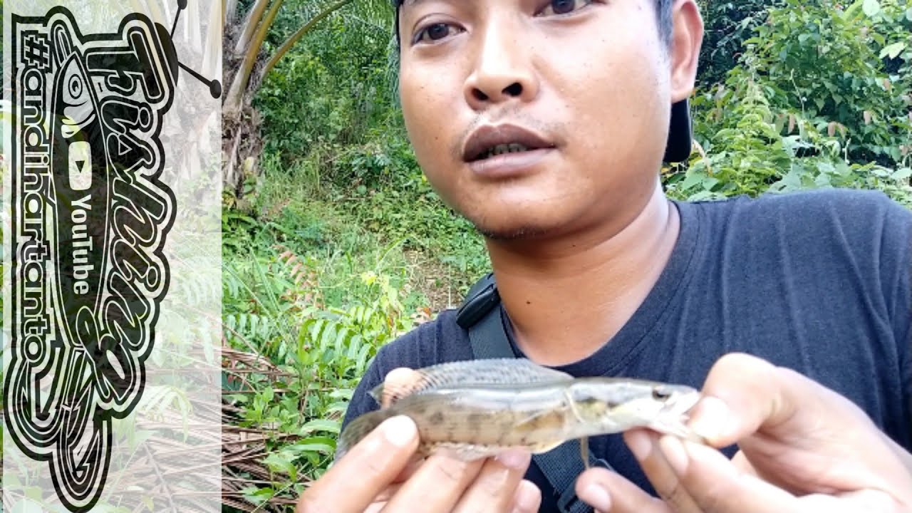 Spot andalan lagi masih banyak penghuninya – Mancing Negek
