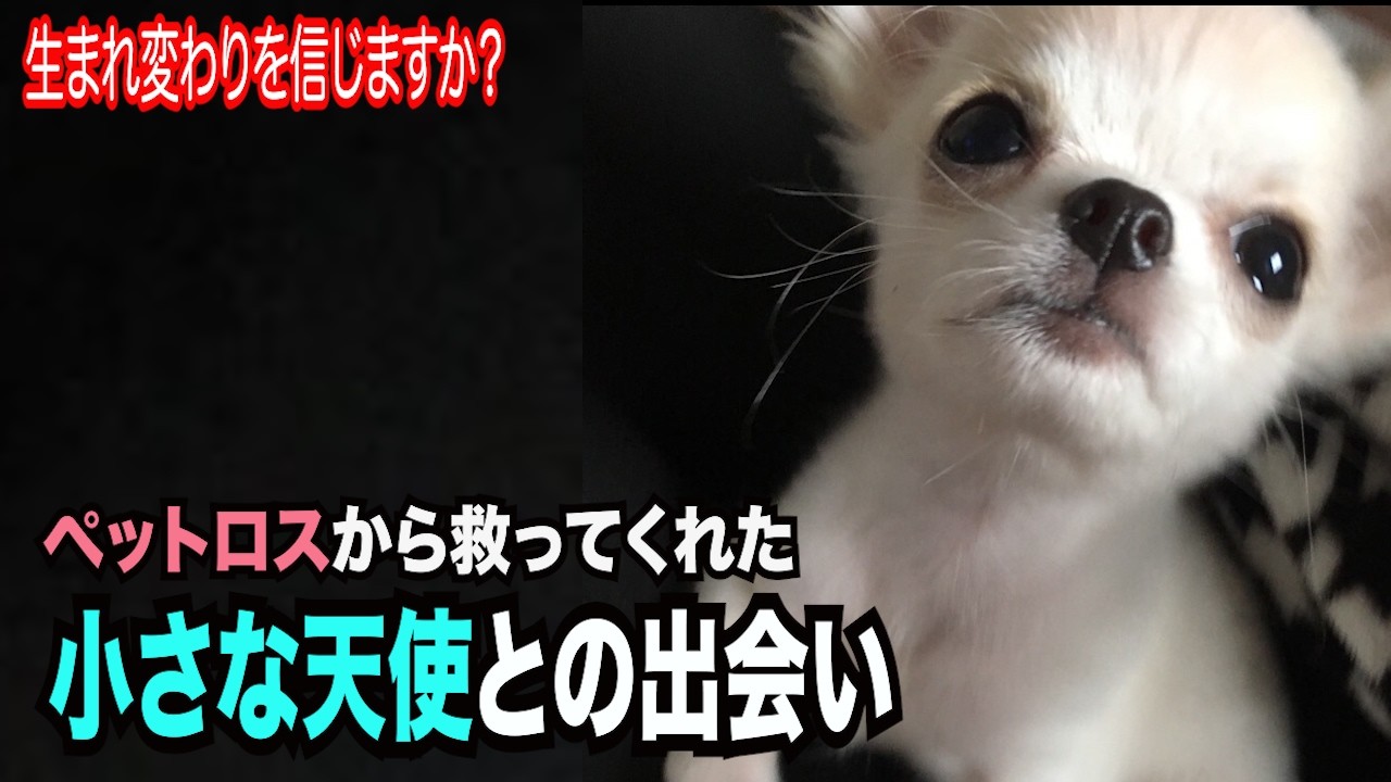 【生まれ変わり、奇跡の出会いを信じますか？】