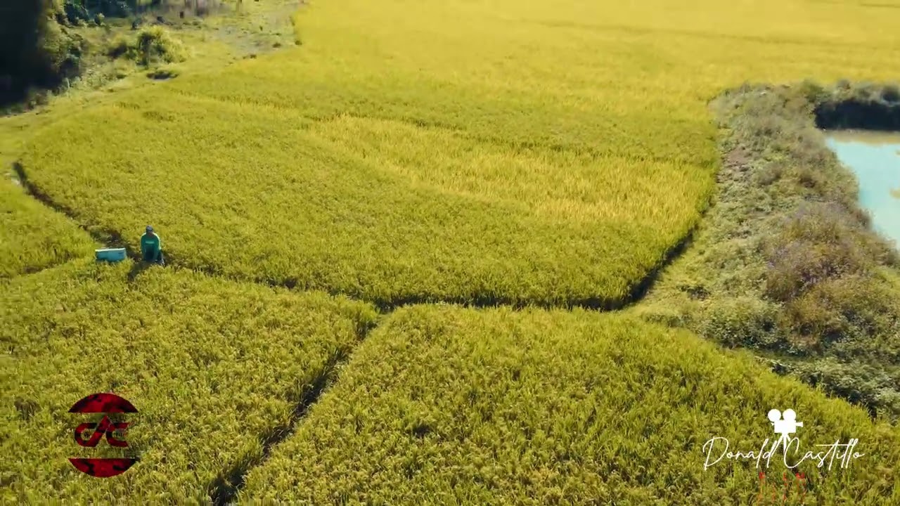 RICEFIELD AERIAL FOOTAGE(PALAYAN sa ISABELA)