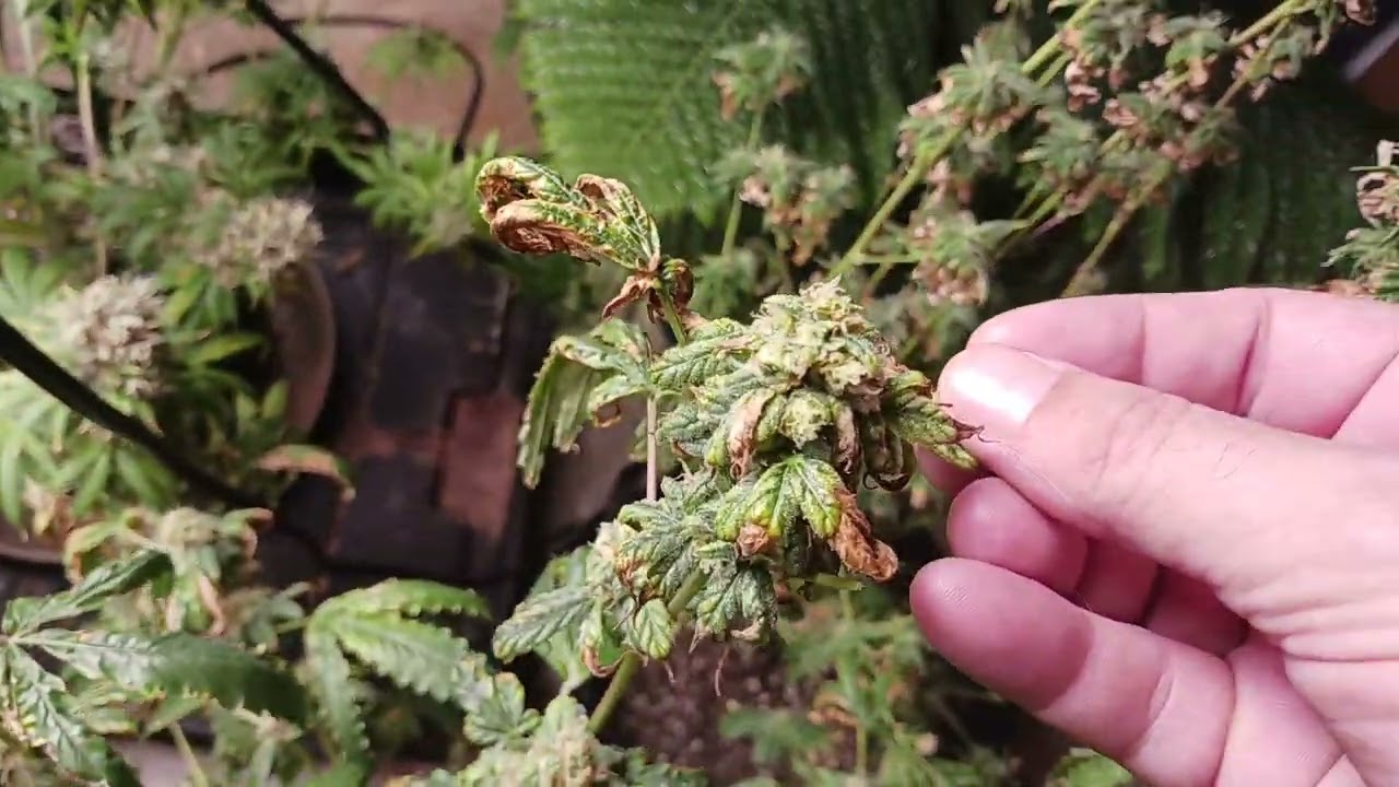 Garden Update Harvest Berries&Cream And Knockout Runtz