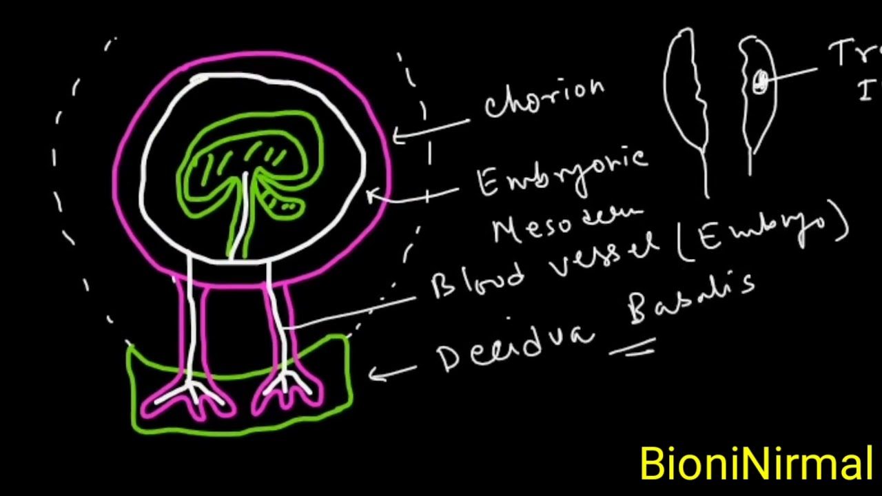 Placenta part#2// Development of placenta// WBSSC SLST Zoology