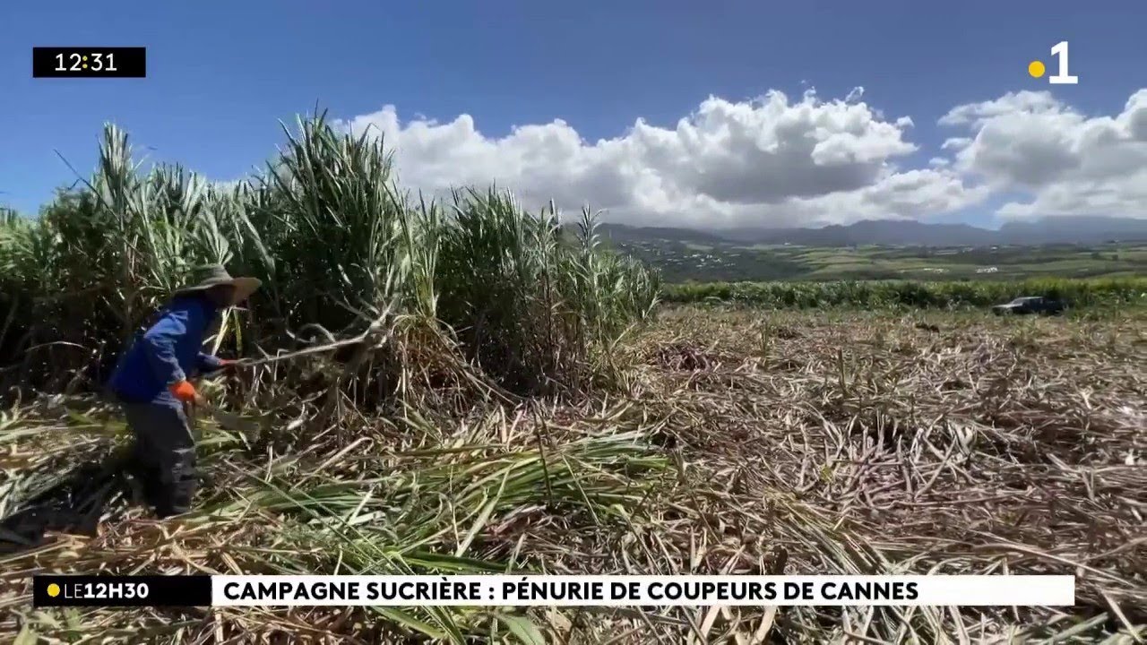 En pleine campagne sucrière, la main d'œuvre manque dans les champs de cannes...