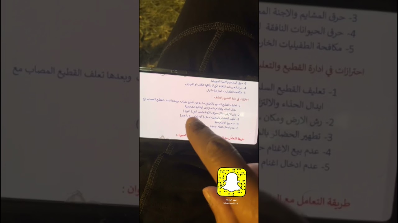 المالطية بالاغنام