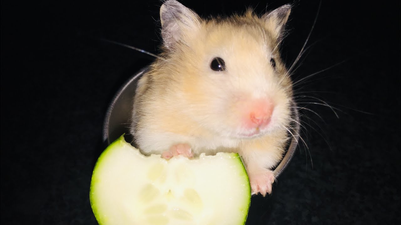 Hamster Chim2x 🐹 eating Cucumber 🥒 ASMR