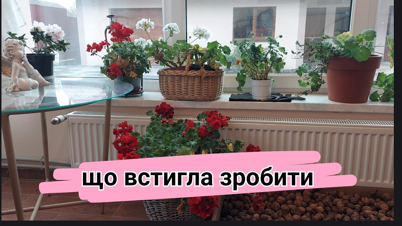 Що обрізала, що викопувала, з ким воювала і  що купила❄️