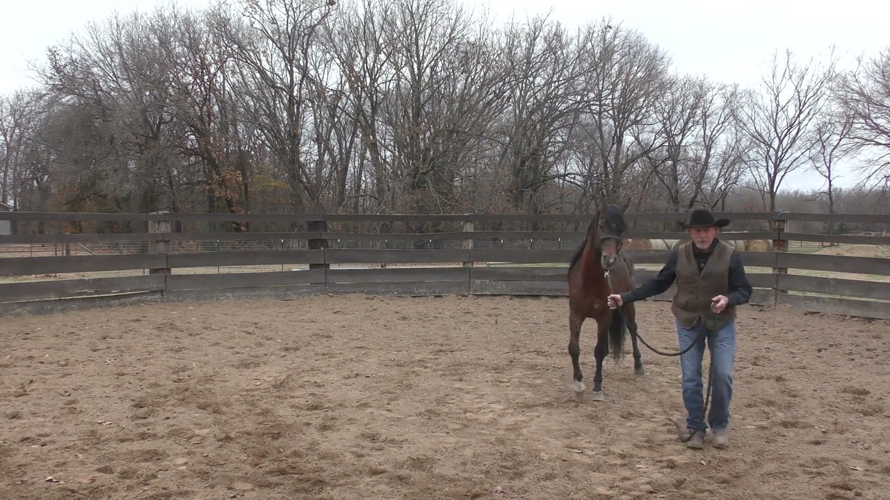 Aequitas  Arabian Stallion Part 8  Teaching Him to Lead Properly and Pick up His Feet