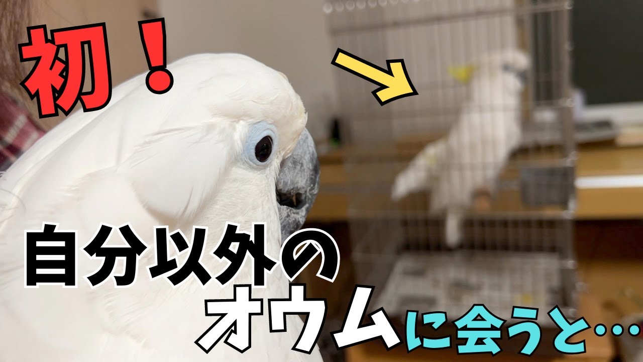 初めてオウムを見るオウムの反応がまるで鳥を見る人だった