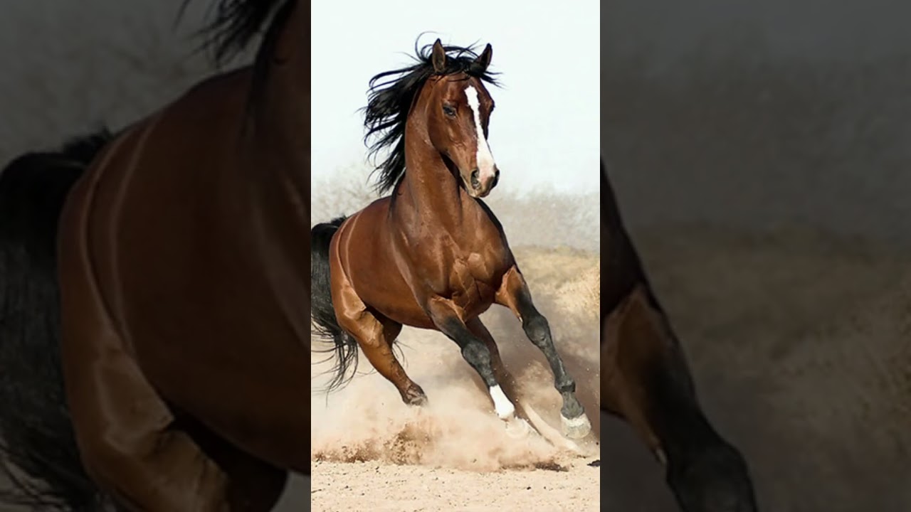 sound of horse