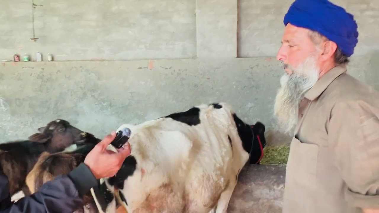 ਰੇਟ 10000 ਨੰਬਰ 8427350802 ਪਿੰਡ ਭੂਰਾ 