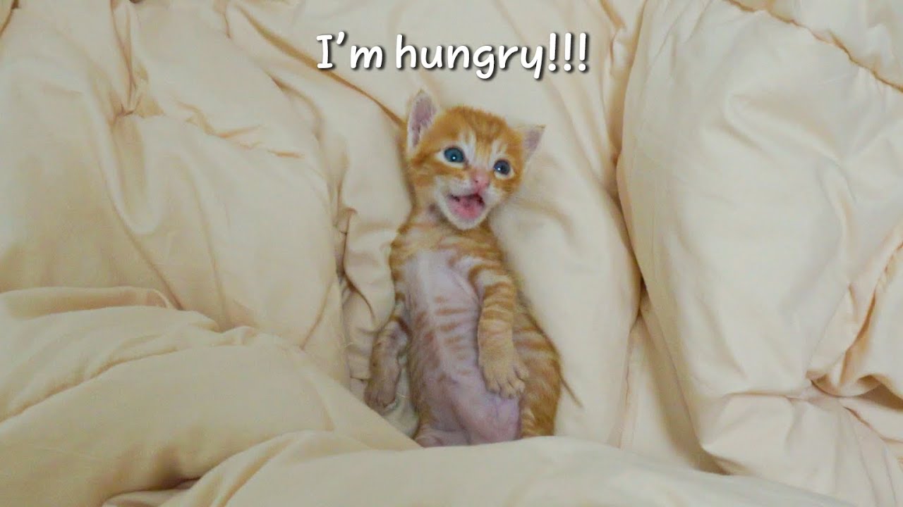 My baby kitten who wakes up and cries that he's hungry!