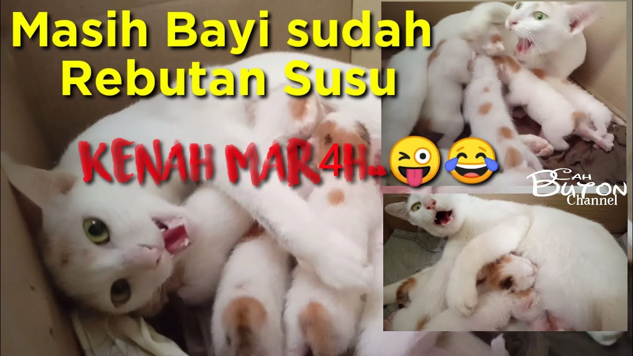 Gokil❗Bayi kucing Rebutan Susu, Langsung diOmelin habis-habisan sama induknya | umur baru seminggu