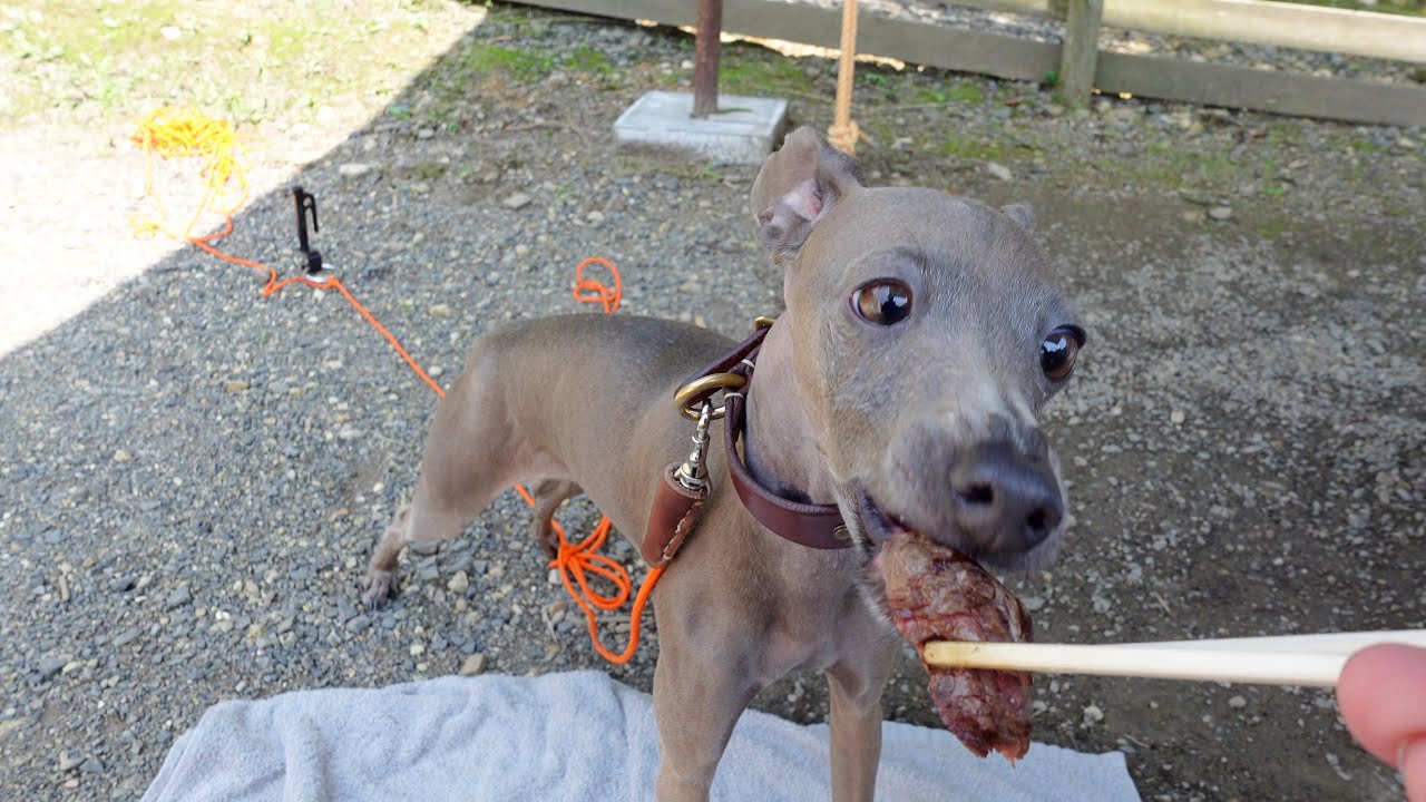 【犬キャン】キャンプ場でお肉を食べてご機嫌なワンコ【イタグレ】