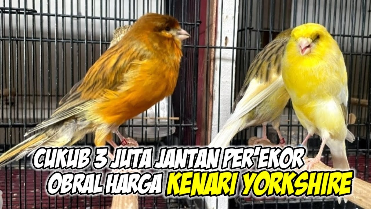 Obral Kenari YORKSHIRE  Jantan Murah !! #kenarigacor #yorkshire