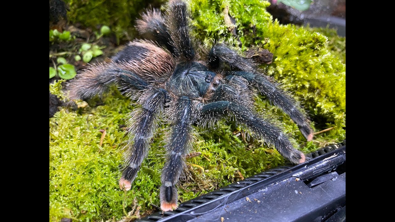 Avic avic, Common Pink Toe egg sack removal and rehouse