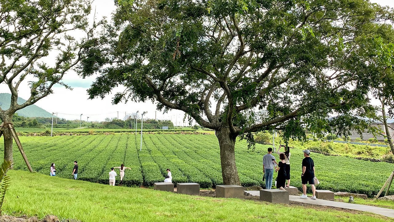[4K] Walking on Jeju Osulloc Tea House and Green Tea Farm in September 9월의 제주 오설록 티하우스와 녹차밭 걷기