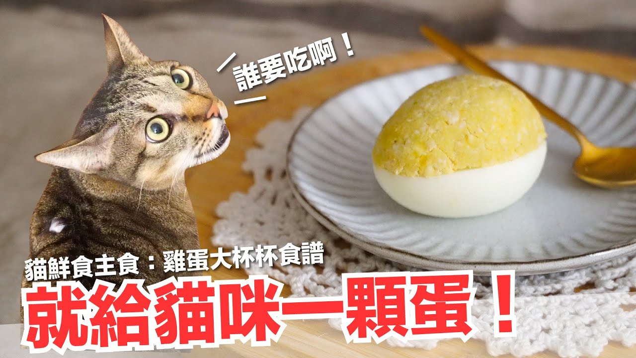 直接給貓咪一顆蛋！短褲暴怒！【貓主食食譜】好味貓鮮食廚房EP174