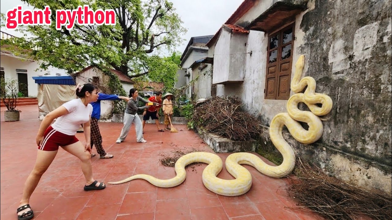 The girl used a snake detector to find a giant golden python.