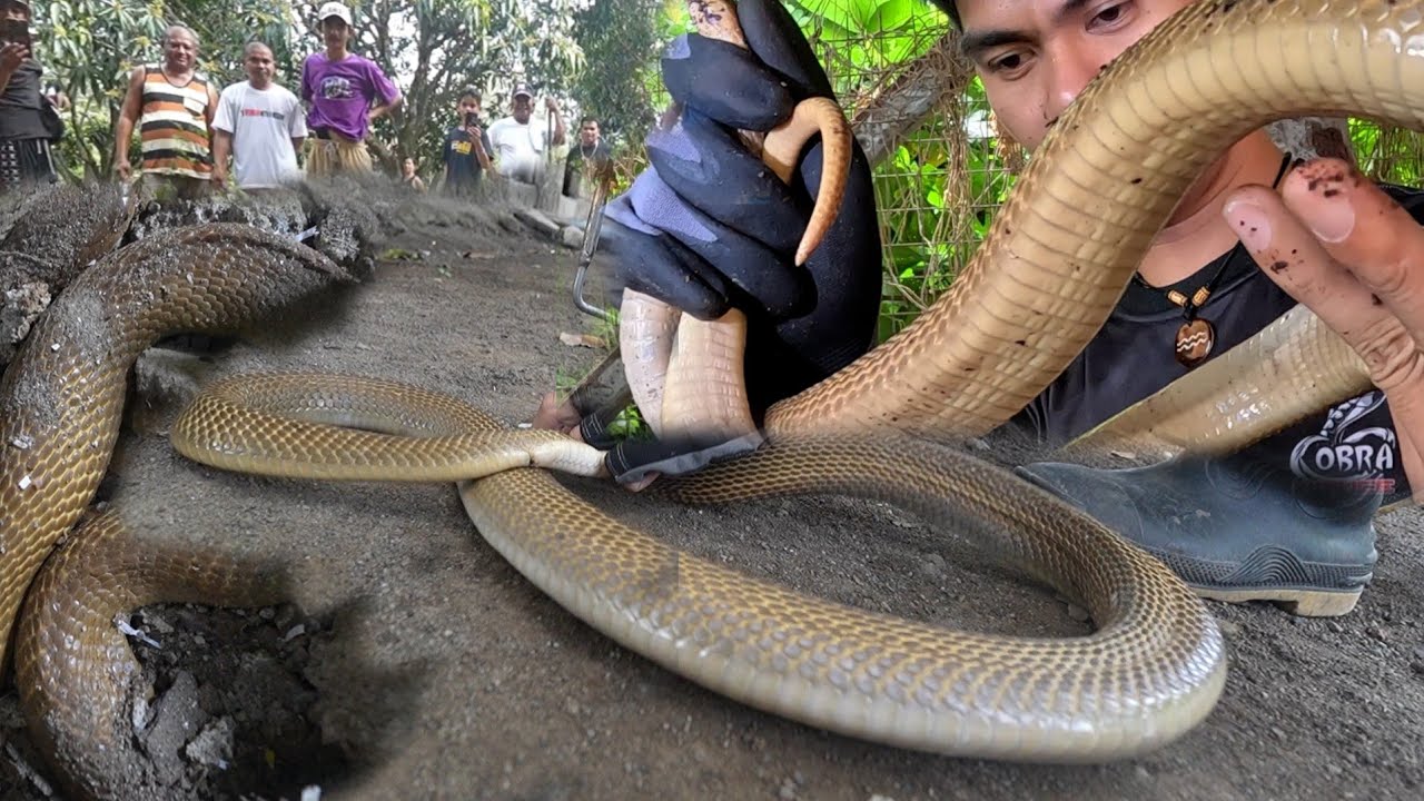 HINDI NA SILA MAKAGALAW DAHIL SA MGA MABALASIK NA COBRA