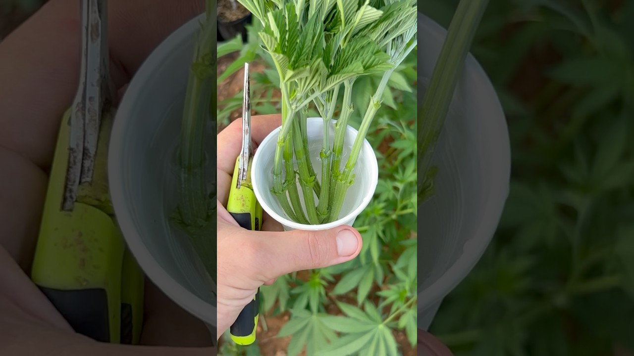 Hago Poda Apical y Saco Bandeja de Esquejes de Algunas Gen&eacute;ticas #shorts #grow