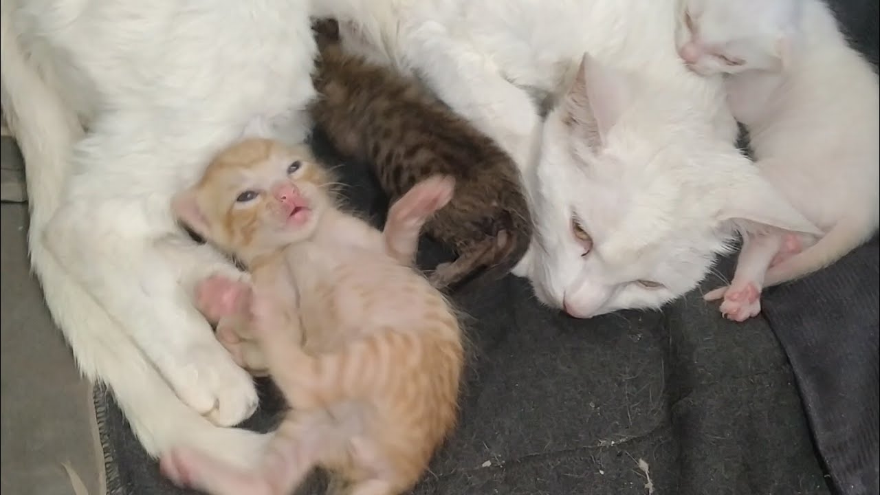 Mother Cat Gets Aggressive When Adopted Kitten Cries in Human Hands