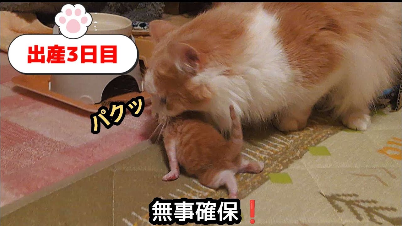 [生後３日目]ワニ歩きで脱走しました❤️