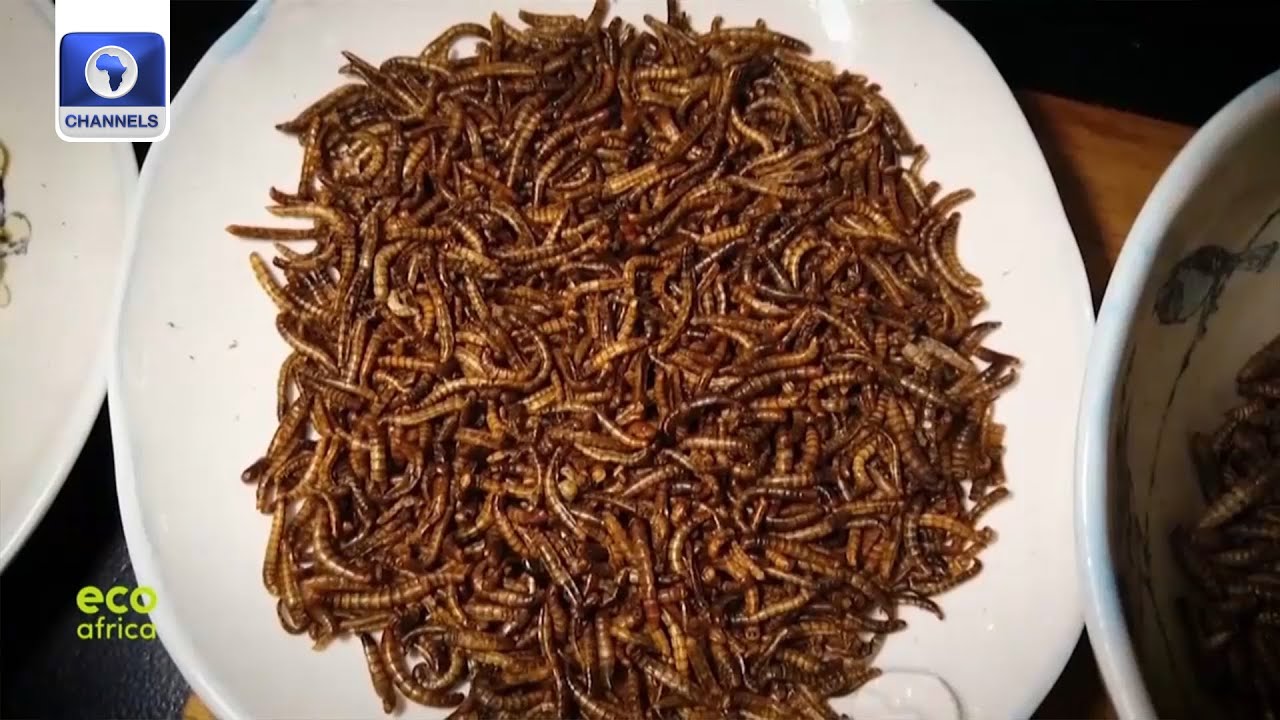 How Insects Could Help Mitigate Malnutrition In Madagascar | EcoAfrica