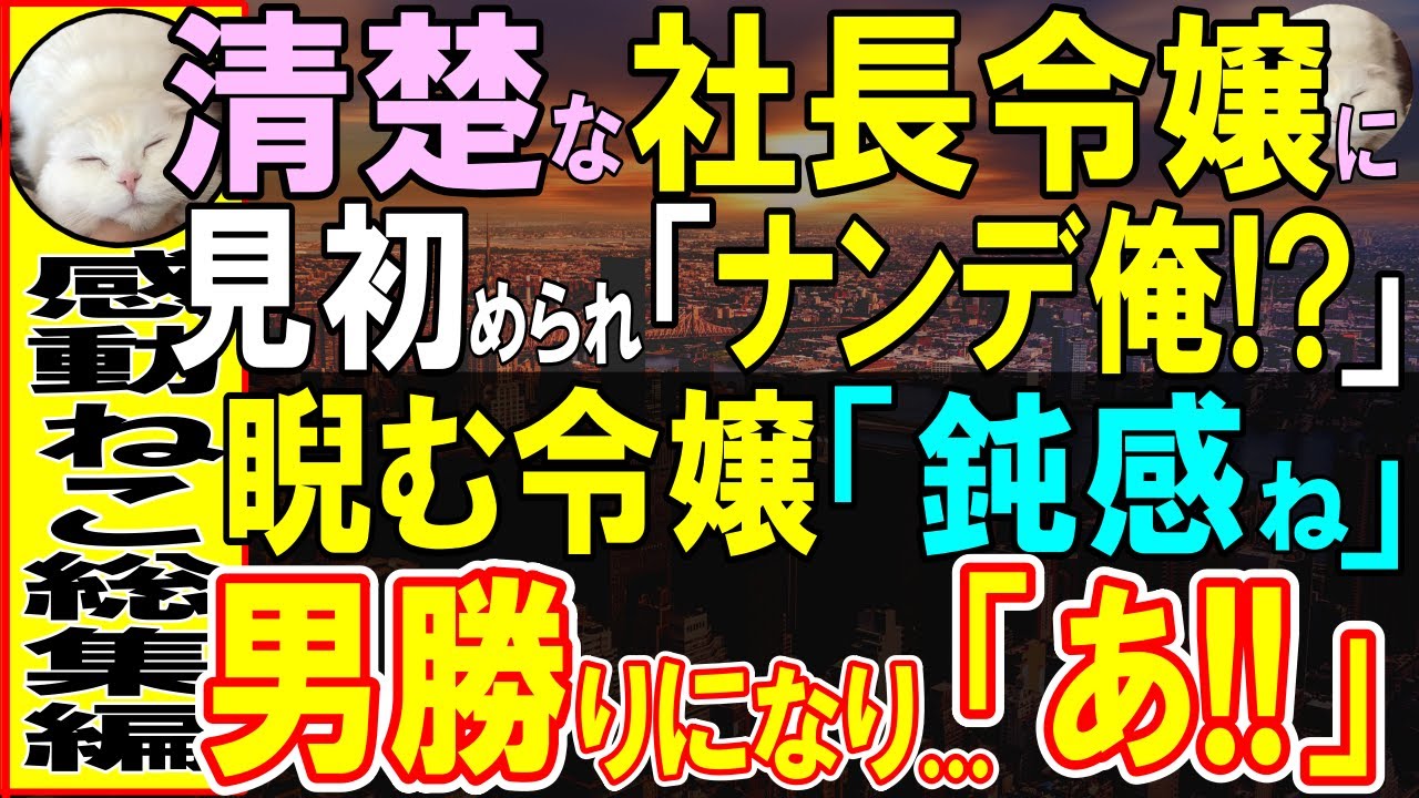 【感動する話】社長の頼みでお見合いすることに…後輩にもバカにされる窓際社員の俺なのになぜかお嬢様の相手に指名された→終了間際「いい加減気づいてよ...」この後…大仰天の展開【いい話・泣ける話・朗読】