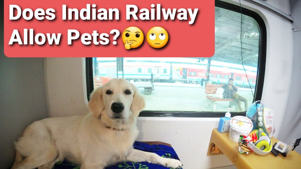 Travel With Dog In Train| How to travel with your dog 🐕