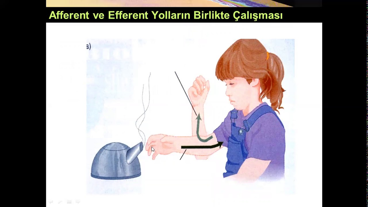 Medulla Spinalis'in Afferent Yolları Yüksel AYDAR