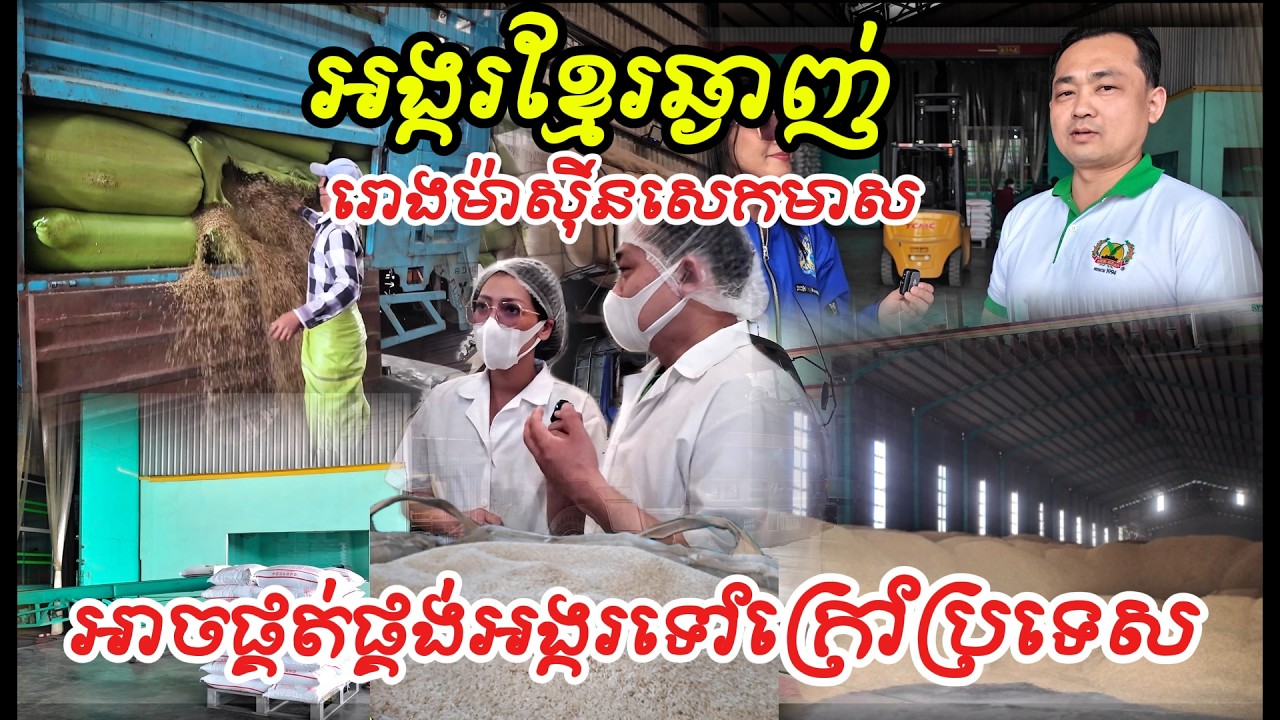 រោងម៉ាសុីនសេកមាស អាចនាំចេញអង្ករទៅក្រៅប្រទេសតាមស្តង់ដារអន្តរជាតិ