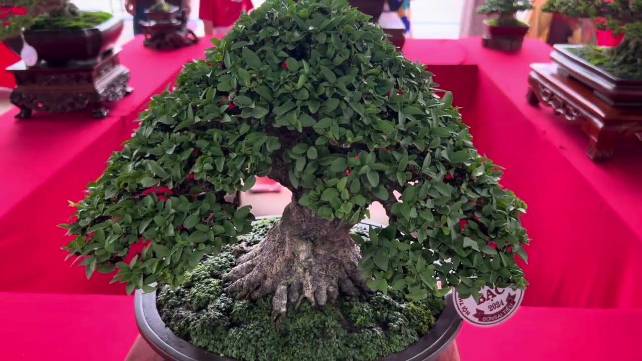 Hội thi SVC tỉnh Long An (Bonsai trung & nhỏ)