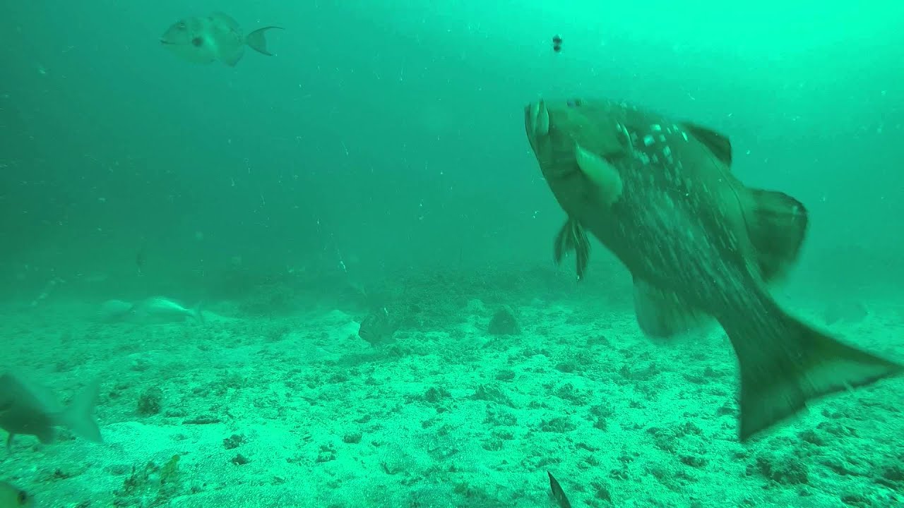 Tampa Bay Fishing - Underwater Footage of a Red Grouper Getting Caught