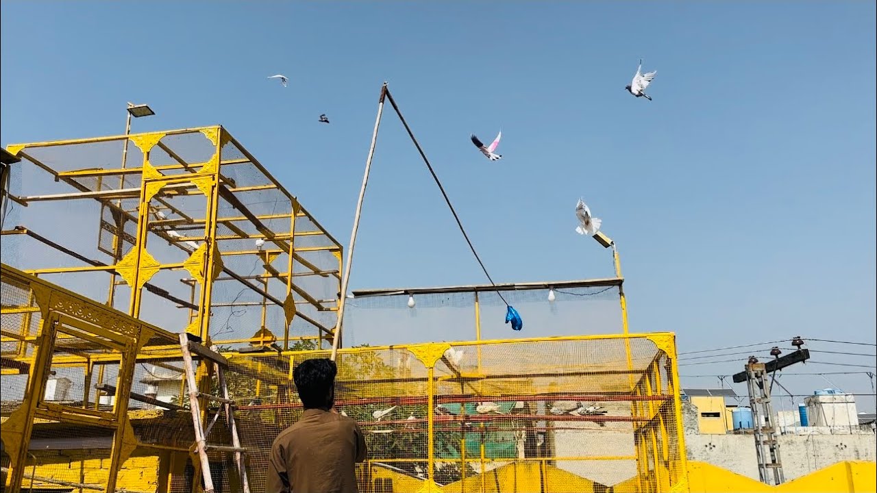Naye kabootaron ko pala mar dia 😱 | Dar pigeons club | 