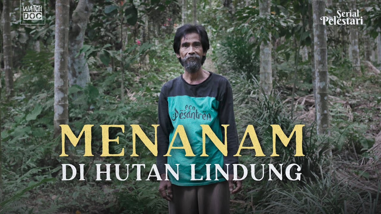 Menanam di Hutan Lindung | PELESTARI