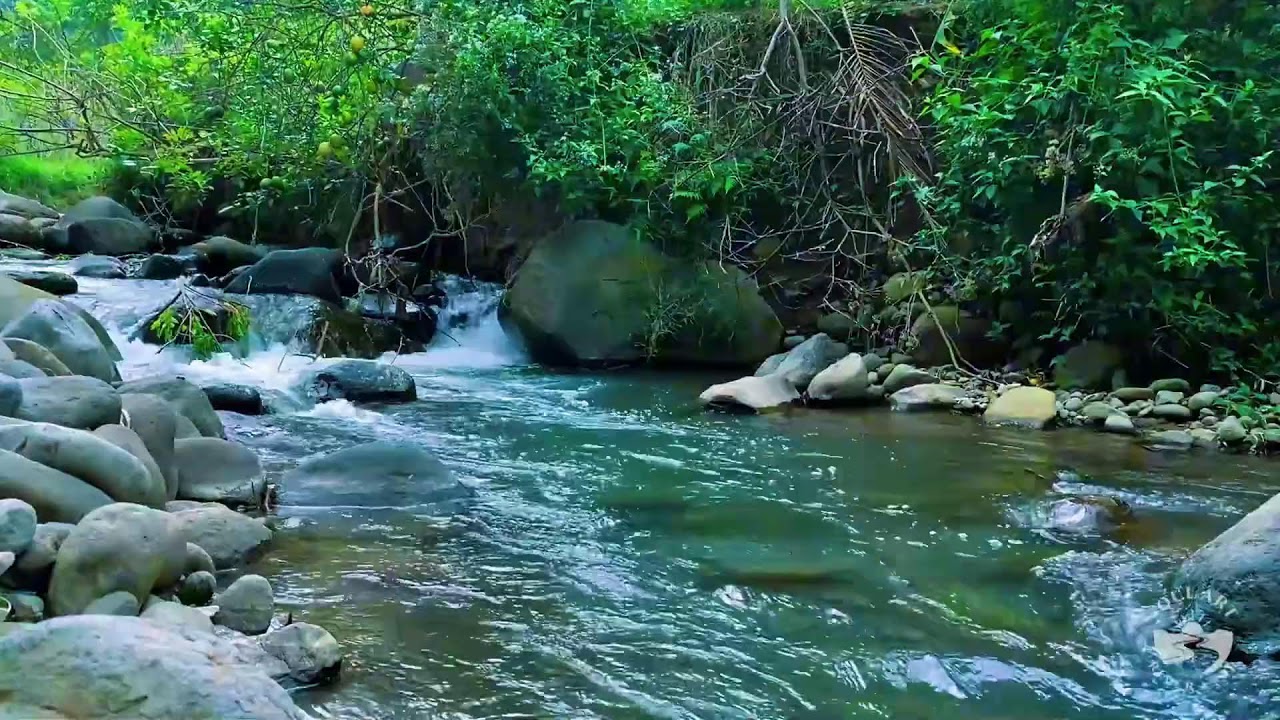 River Sounds for Sleeping. Soothing Forest Stream Ambience for Sleep and Meditation #river 2