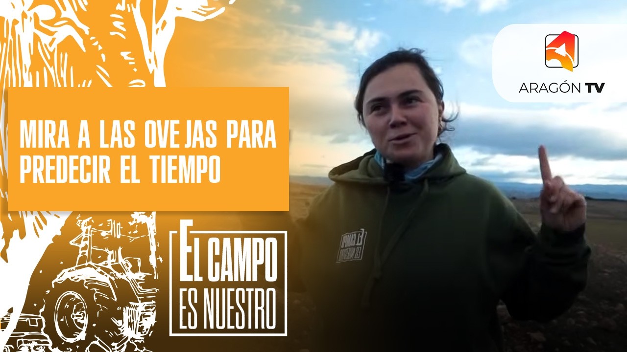 Mira su rebaño para saber qué tiempo va a hacer