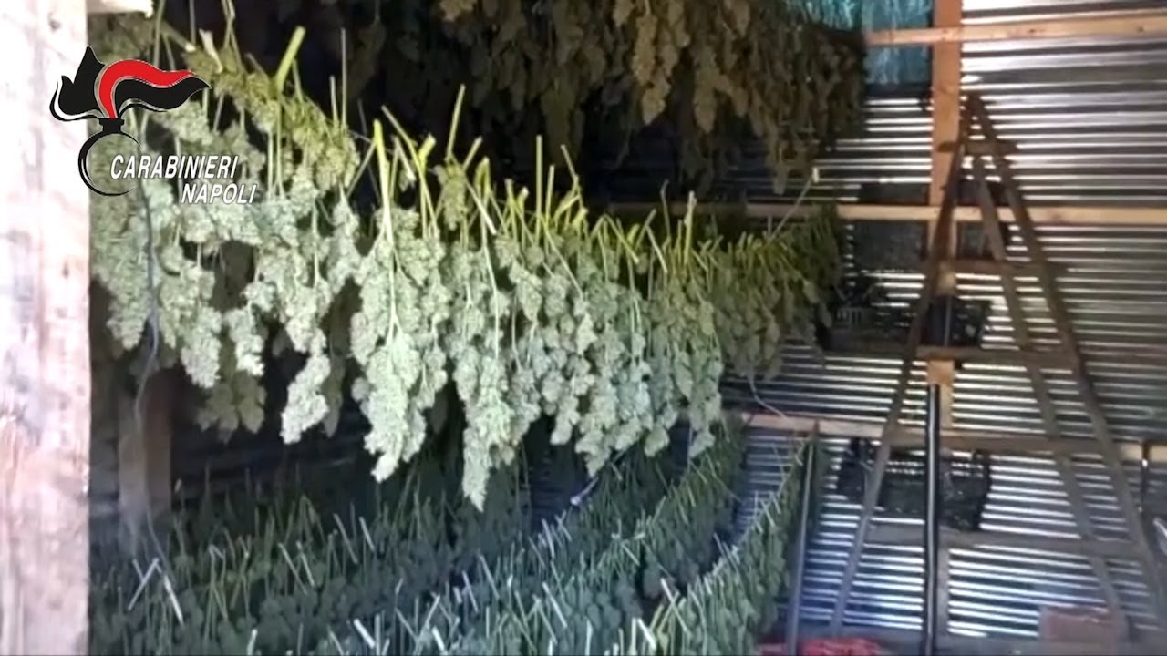 Sequestrata piantagione e laboratorio di marijuana: arrestato 62enne