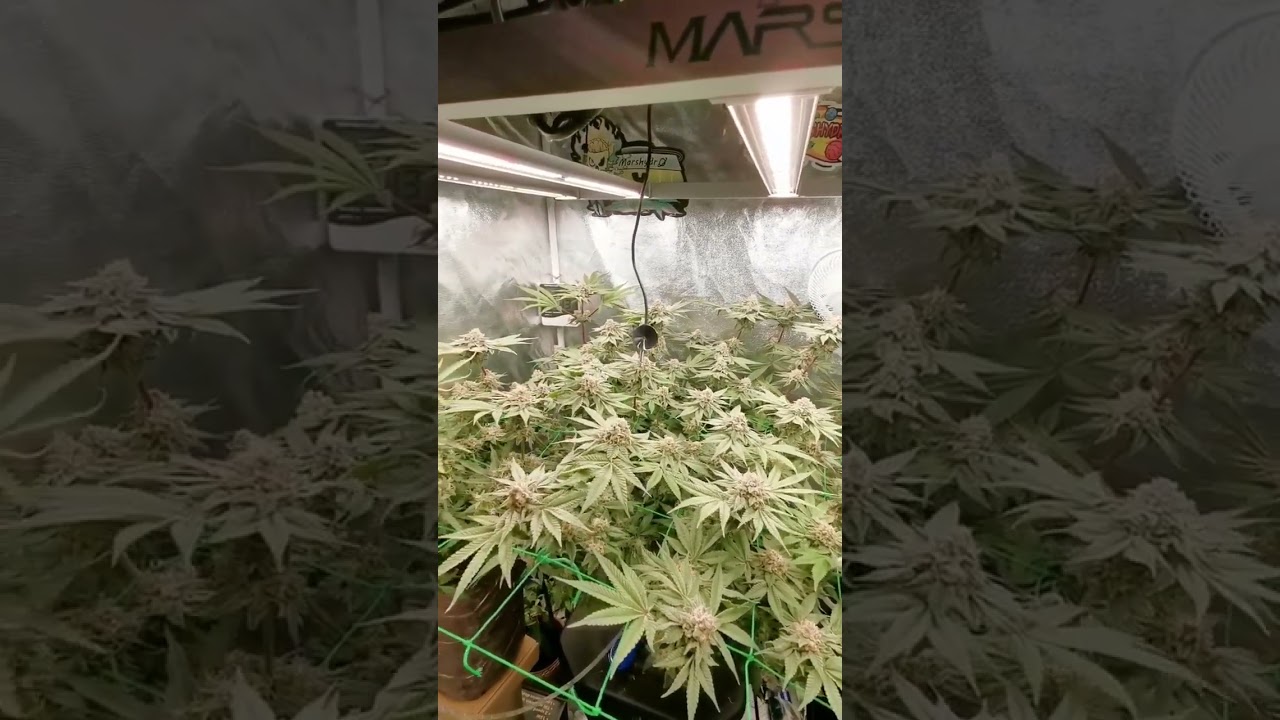 Indoor growing under the mars hydro fce3000. #shorts #marshydro #indoorplants