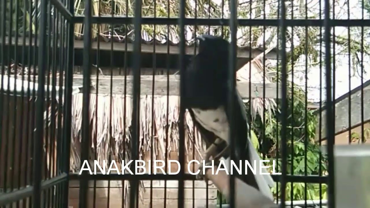 Kacer setres  dengar suara ini pasti langsung nyaut.