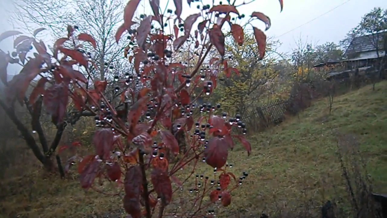 Покраска шкуры