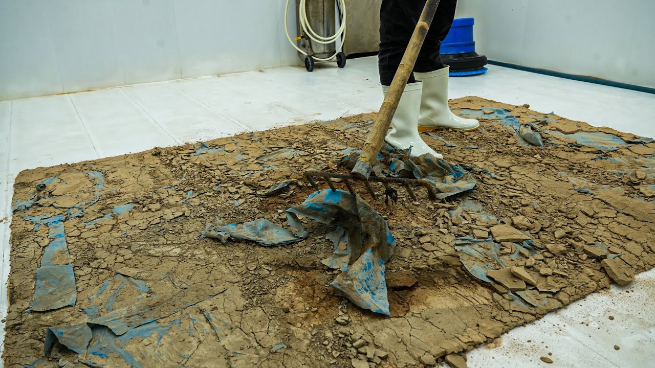 No One Expected This Under The Carpet – Watch The Shocking Reveal - Carpet Cleaning ASMR