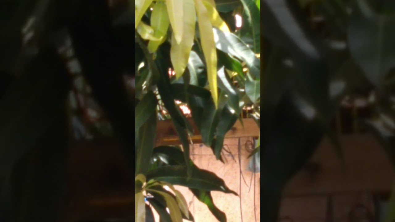 Mostrando minha nova armadilha um bate de pegar bigodinho