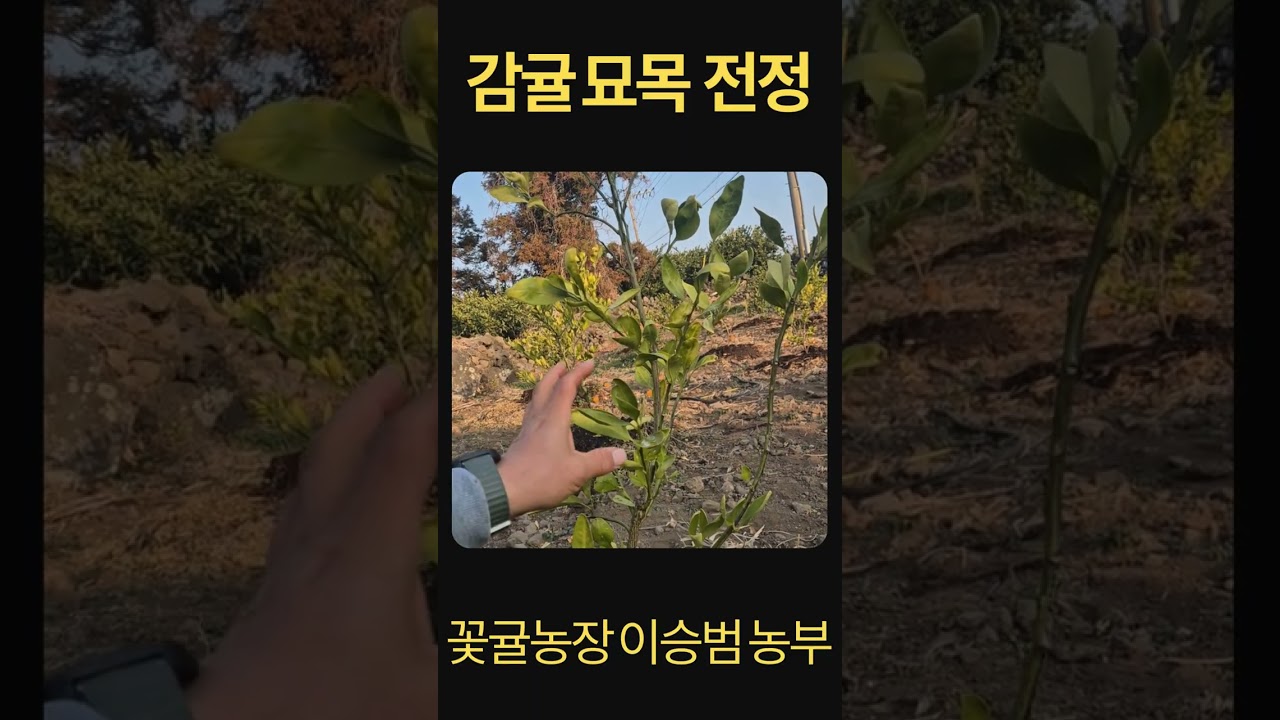 이승범농부 감귤묘목 전정