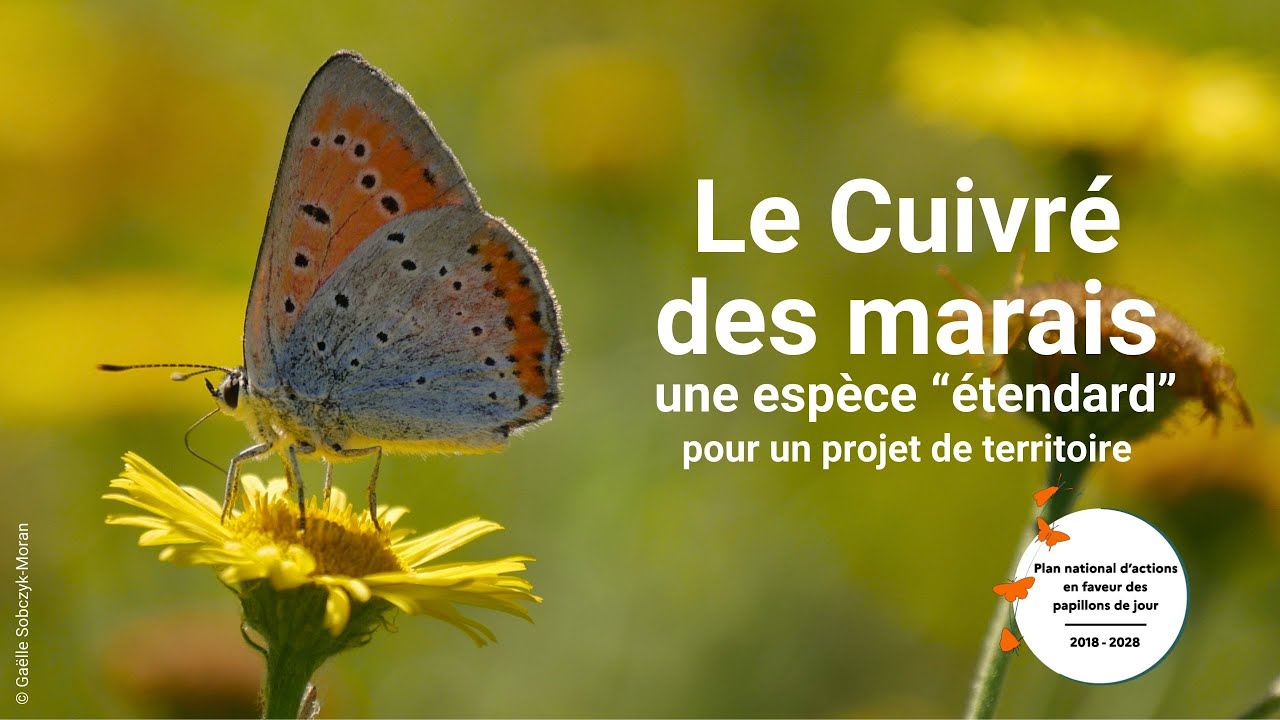 PNA Papillons de jour - Cuivré des marais (Opie et DREAL AuRA)