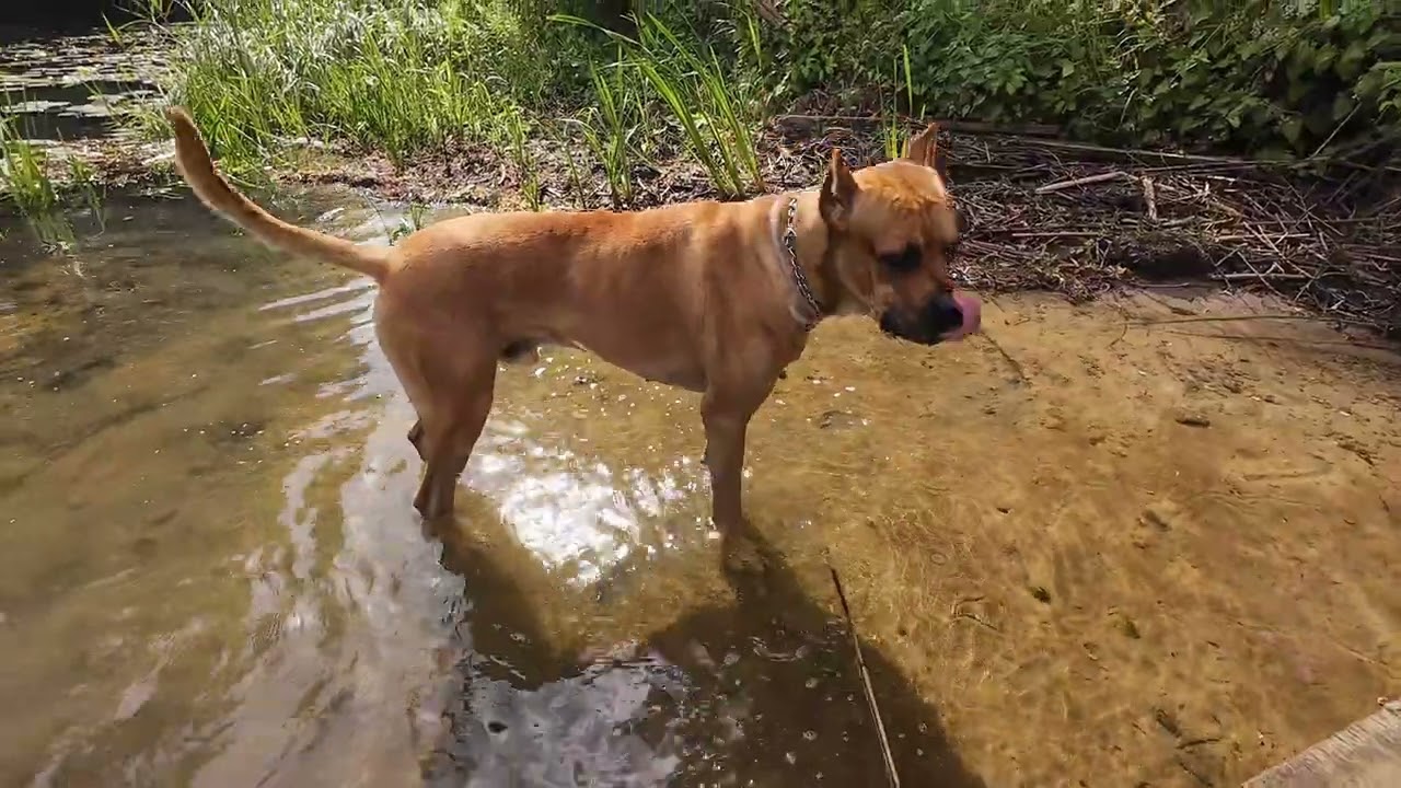 vlog23 Acero and Joya (both Alano Espa&ntilde;ol) on a farewell walk 😉