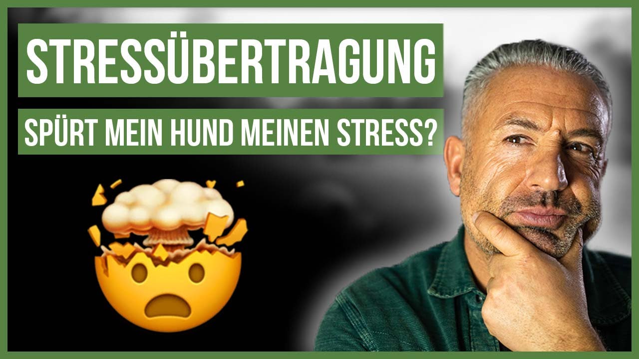 Wie überträgt sich unser STRESS auf unsere Hunde? 🤔