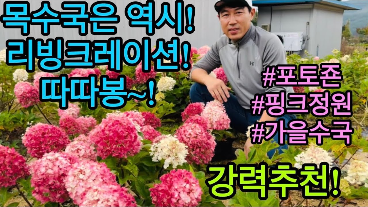 Древовидные гортензии — фавориты Living Creation! Украсьте свой сад осенними древовидными гортенз...